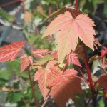 Acer glabrum leaves