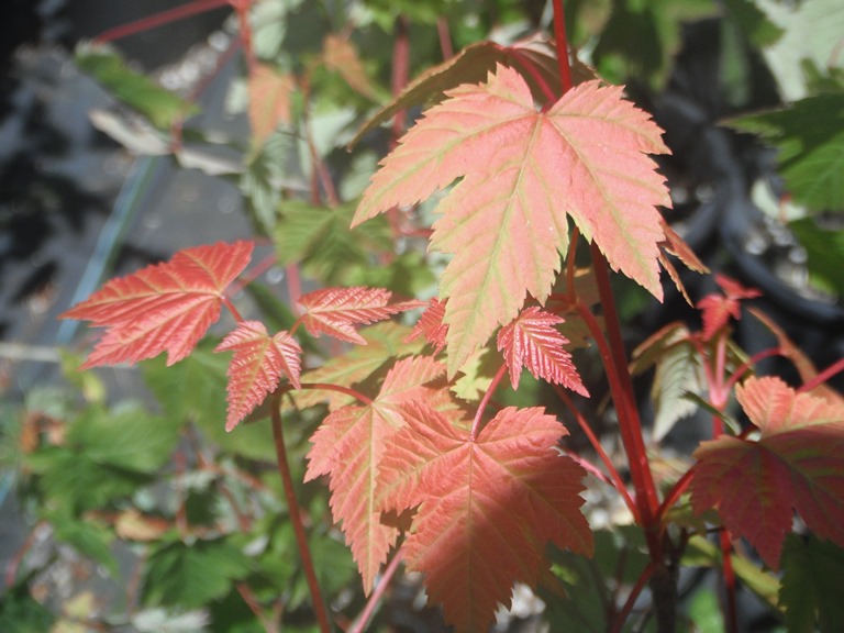 Douglas Maple Acer Glabrum Var Douglasii Native Plants Pnw