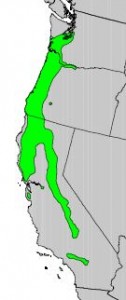 Distribution of Oregon Ash from USGS ( “Atlas of United States Trees” by Elbert L. Little, Jr. )