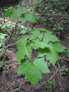 Douglas Maple Leaves