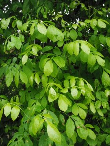 Fraxinus latifolia leaves