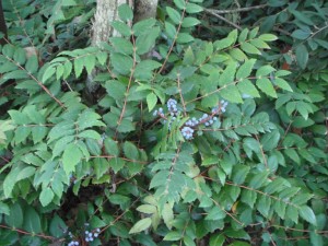 Low Oregon Grape