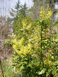 Mahonia aquifolium plant