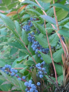 Mahonia nervosa berries