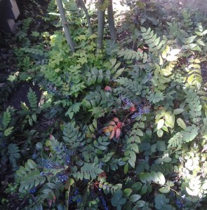 Mahonia nervosa woodland