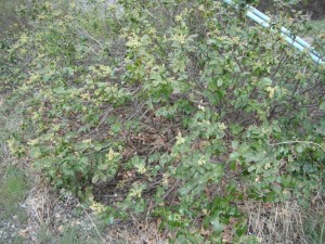 Mahonia repens