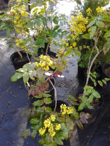 Mahonia repens in pots