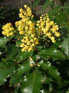 Oregon Grape flowers