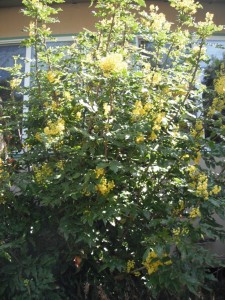 Tall Oregon Grape