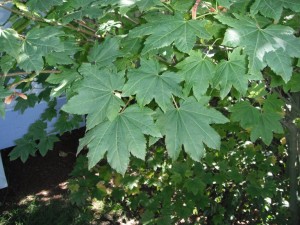 Vine Maples have distinctive rounded, evenly lobed leaves.
