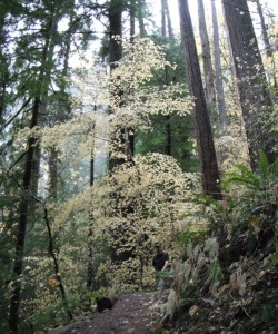 Vine Maple often grows as an understory tree/shrub.
