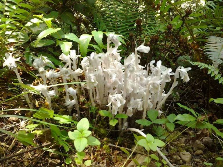 Indian Pipe, Monotropa uniflora, is a parasitic myco-heterotroph. Its hosts are mycorrhizal fungi which in turn live symbiotically in the roots of trees.