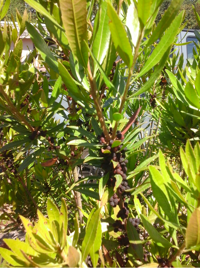 Morella californica fruit