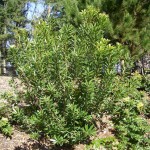 Myrica californica shrub
