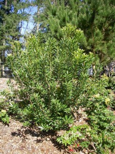 Myrica californica shrub