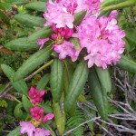 Rhododendron macrophyllum flowers