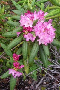 Rhododendrons have the largest, showiest flowers in the family, as in this Pacific Rhododendron.