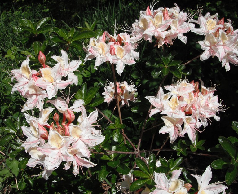 The Heath FamilyFamily Ericaceae Native Plants PNW