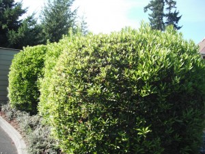 sheared wax myrtle