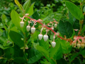 Salal and insect