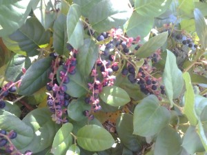 Salal berries