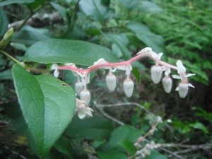 Salal flowers