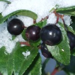 Evergreen Huckleberry fruit with snow