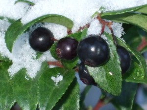 Evergreen Huckleberry fruit with snow