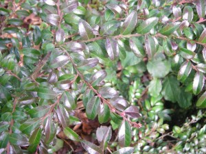 Foliage is sometimes purplish or bronzy, especially in winter.