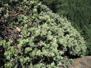 Hairy Manzanita bush