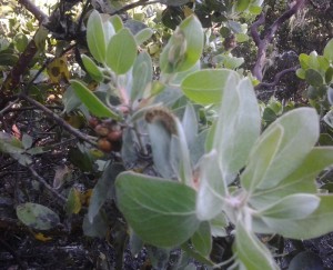 Hairy Manzanita leaves