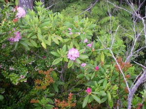 Pacific Rhododendron