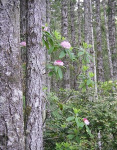Pacific Rhododendron habitat