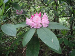 Rhododendron truss