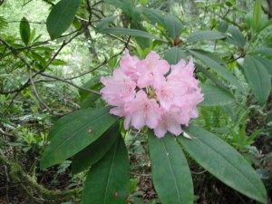 Rhododendron truss2