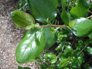 Ceanothus leaves