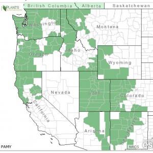 Distribution of Oregon Boxwood from USDA Plants Database.