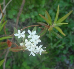 Ledum groenlandicum