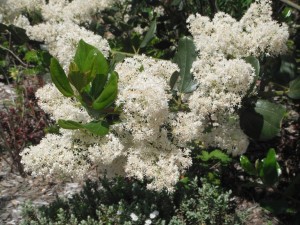 Snowbrush flowers