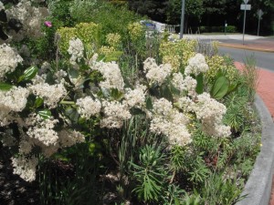 Snowbrush roundabout