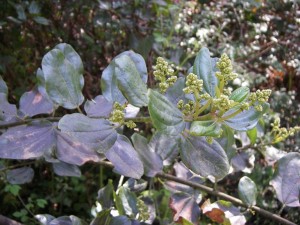 ceanothus flower buds