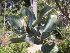 ceanothus leaves2