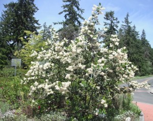 ceanothus velutinus