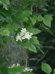 Clematis ligusticifolia flower