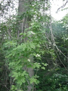 Clematis ligusticifolia vine