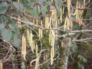 Corylus cornuta catkins