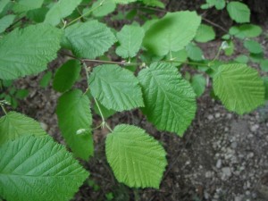 Corylus cornuta leaves