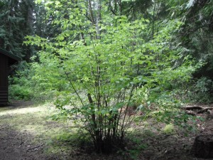 Corylus cornuta shrub