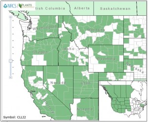 Distribution of Western White Clematis from USDA Plants Database