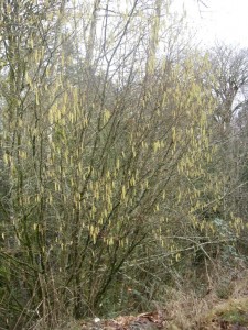 Hazel blooming